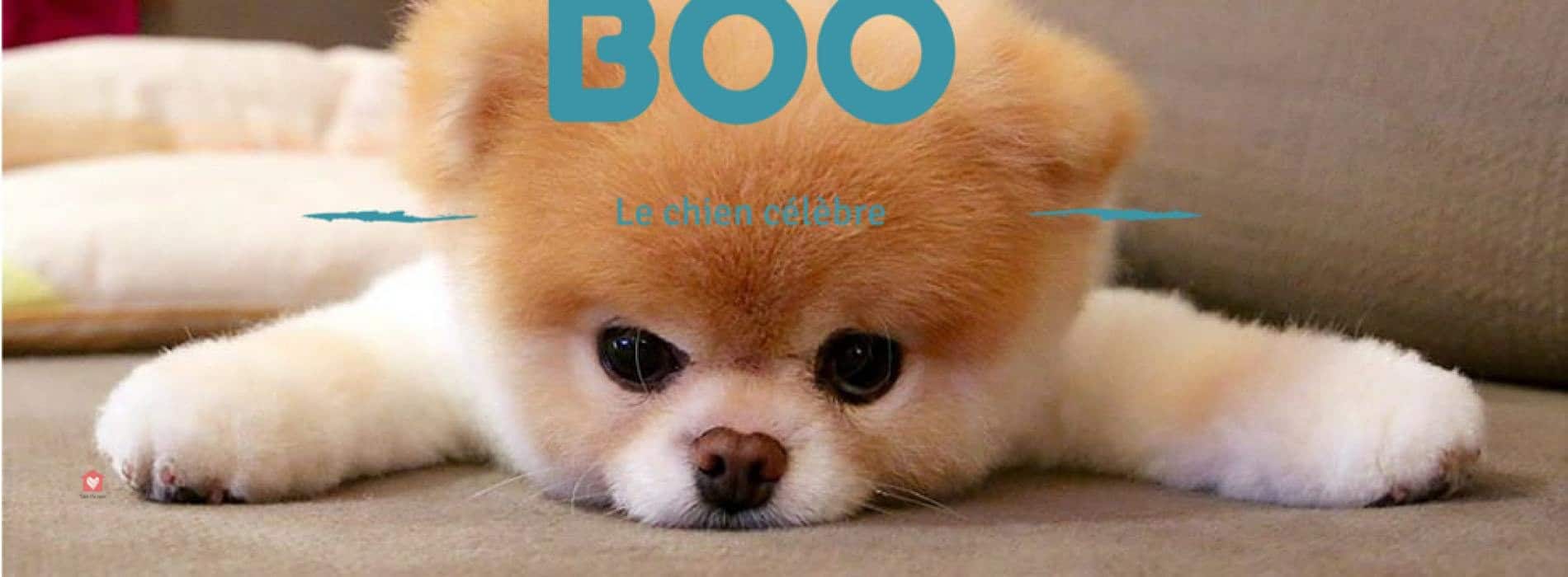 peluche chien boo