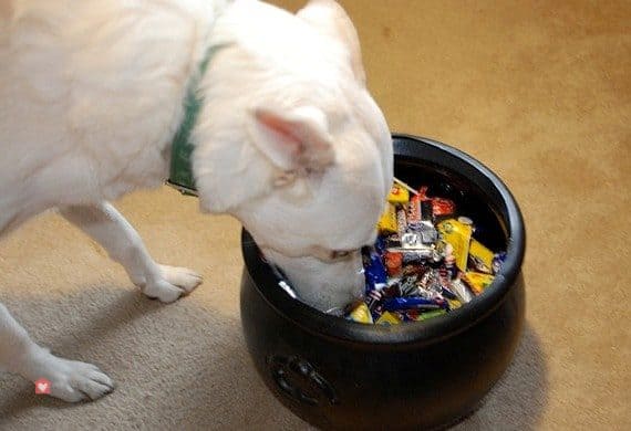 chien-bonbons-halloween