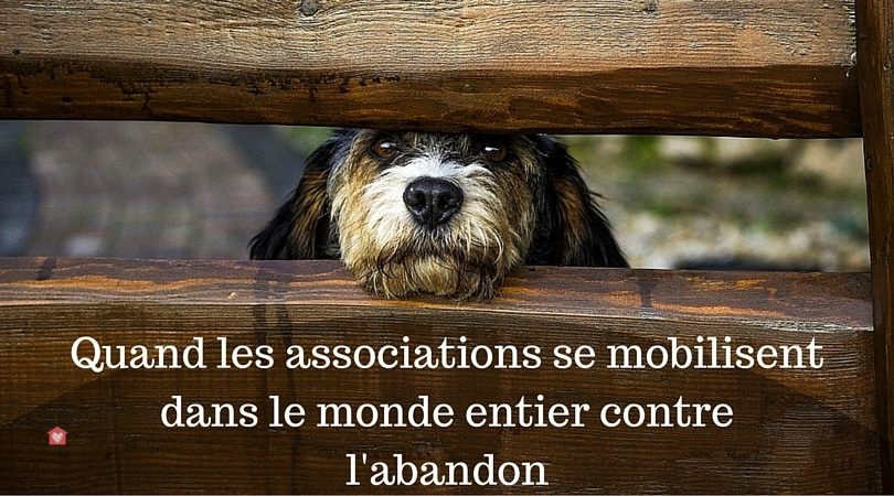 Sensibilisation Contre Les Abandons D Animaux Compile Des Meilleures Videos Blog Take Me Home