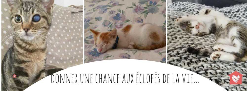 Venir En Aide Aux Animaux Handicapes Comment Ca Se Passe Blog Take Me Home